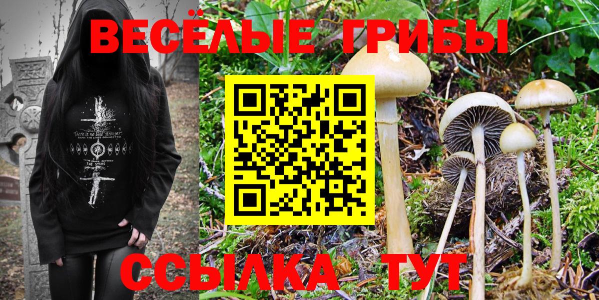 Самара  Галлюциногенные грибы Psilocybe  Вход с VPN 